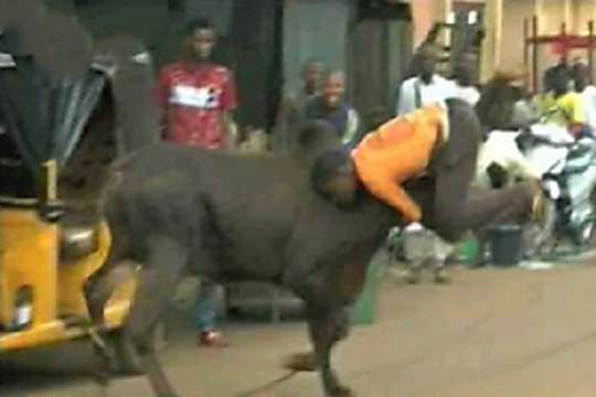 Man Killed By The Cow He Bought For Christmas- See How Everything Happened