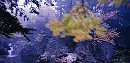 « Amérique primitive » est un magnifique recueil de la poète américaine Mary Oliver, empli de ferveur et de silence devant la nature