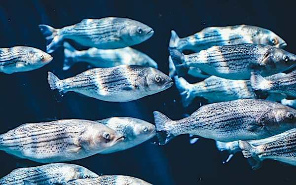 Los peces acumulan antidepresivos, antibióticos y cremas solares