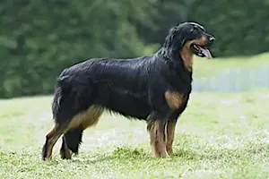 20 Dog Breeds That Will Guard You With Their Life