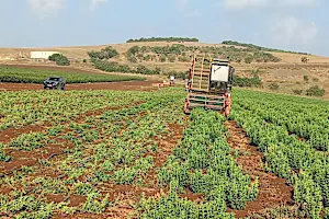 הפתרון הטבעי שאלפי סוכרתיים כבר משלבים בשגרה ותומך באיזון הסוכר בדם