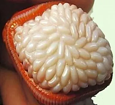 Diabetes Can Disappear In 4 Days, Sugar Can Drop To 3.9