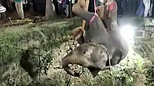Ο ελέφαντας διασώθηκε από το βαθύ πηγάδι σε λειτουργία 14 ωρών