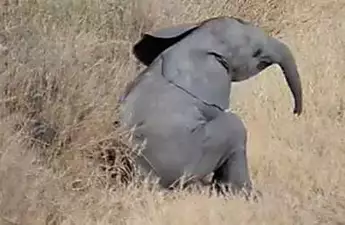 [Pics] Baby Elephant Cast Aside By His Herd, Decided To Spend His Last Days Alongside This Creature