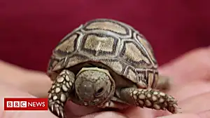 World's fastest tortoise starts family