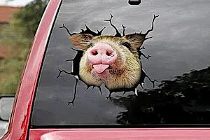 Hands Down 31 Funniest Bumper Stickers We've Seen