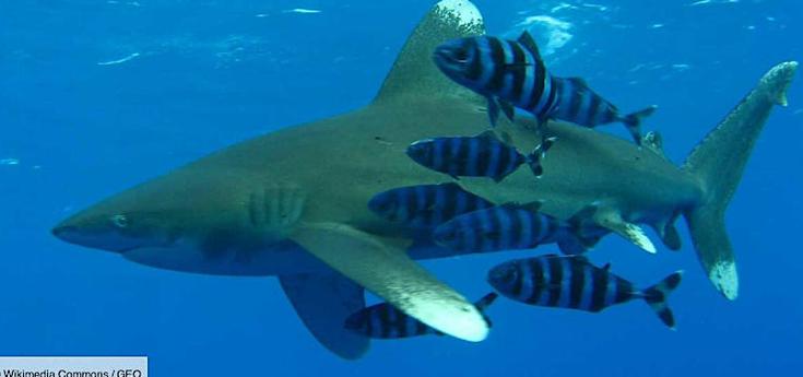 Egypte : violemment attaquée par un requin, une touriste sauvée par son moniteur de plongée