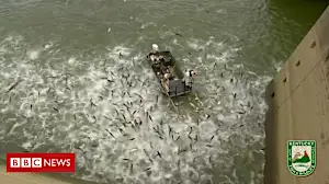 Shocked carp leap from lake after ‘electrofishing’