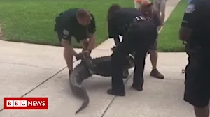 Alligator knocks out man in Florida