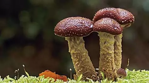 The unexpected magic of mushrooms