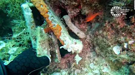 Un buzo hizo un increíble descubrimiento en el fondo del mar de Italia