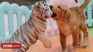 ICYMI: Tigers' dog 'mum' and dance diplomacy