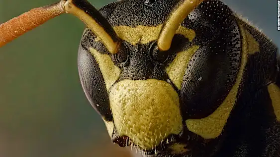 Wasps are smarter than we thought, new study shows Wasps are smarter than we thought, new study shows