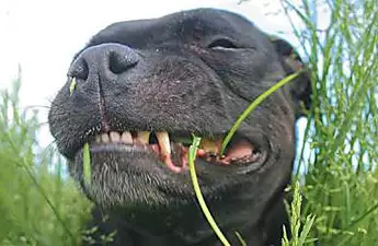 If Your Dog Eats Grass (Do This Everyday)