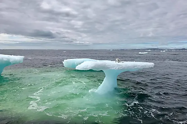 [Φωτογραφίες] Οι ψαράδες πιστεύουν ότι βρήκαν μια φώκια σε ένα πλωτό παγόβουνο μέχρι να ρίξουν μια πιο προσεκτική ματιά