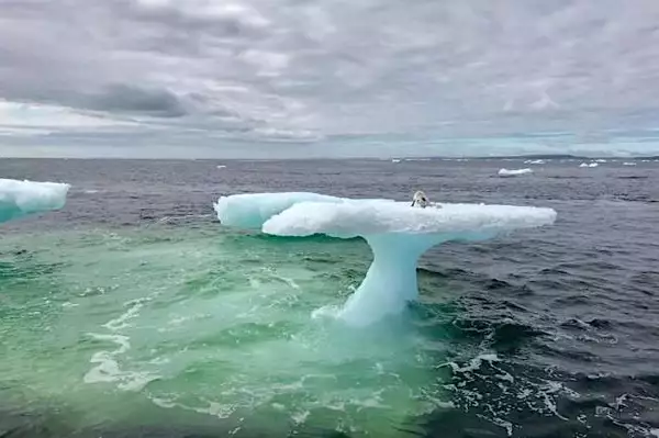 [Pics] Fishermen Think They Found A Seal On A Floating Iceberg Until They Got A Closer Look