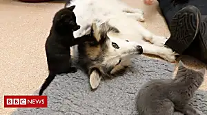 Dog becomes 'foster mum' to kittens