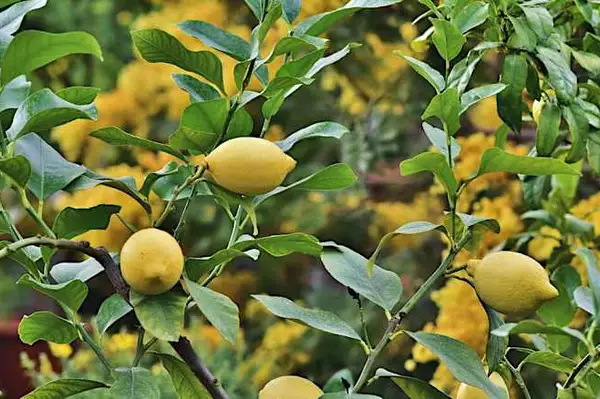 L’astuce géniale pour faire pousser un citronnier avec les pépins