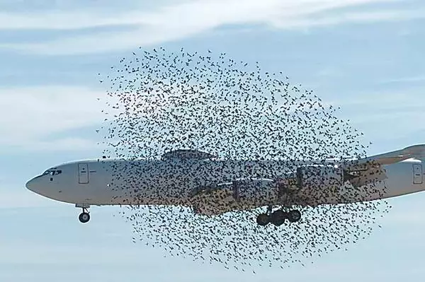 Τα πουλιά αρνούνται να αφήσουν το αεροπλάνο μόνα τους - Τότε ο πιλότος συνειδητοποιεί ξαφνικά γιατί