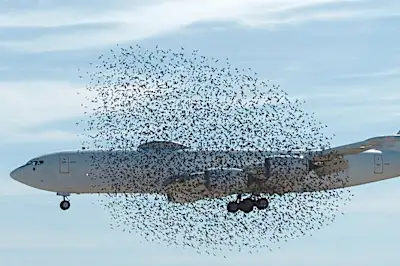 Birds Refuse To Leave Plane Alone - Then Pilot Suddenly Realizes Why
