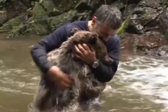 [Photos] Mama Bear Grabs Man After He Saves Her Cubs