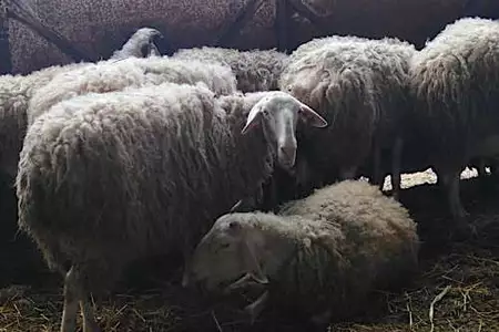 Δράμα: Συνελήφθησαν τέσσερις Βούλγαροι για παράνομη μεταφορά προβάτων