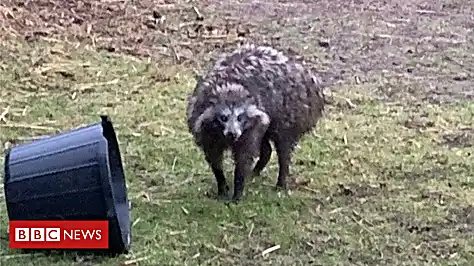 Warning over escape of raccoon dogs