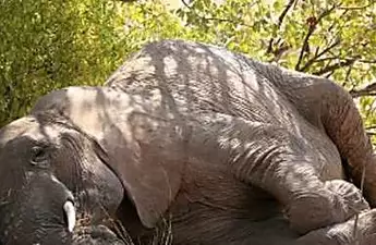 [Photos] Elderly Elephant Disappears in a Park, When Rangers Thinks She Died They Realize This
