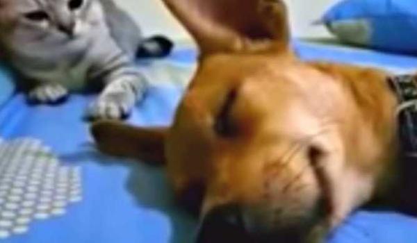 Dog Farts While Sleeping But The Cat’s Comeback Has Audiences Going Wild