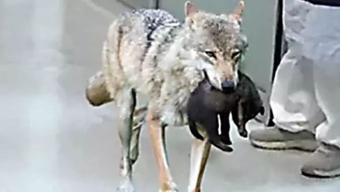 Wolf Walks into Hospital, Only One Brave Nurse Decides To Help