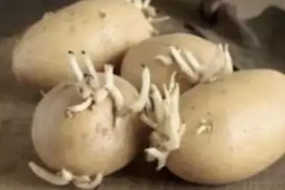 Le persone con dolori articolari dovrebbero leggere questo articolo Le persone con dolori articolari dovrebbero leggere questo articolo