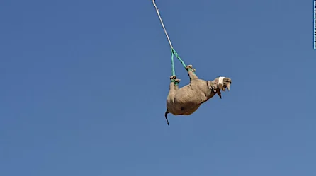 Rinocerontes volando boca abajo: estudio revela que esta es la mejor forma de trasladarlos | Video
