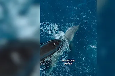 El impactante video en el que una orca caza y se come a un gran tiburón blanco