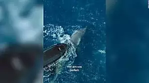 El impactante video en el que una orca caza y se come a un gran tiburón blanco | Video