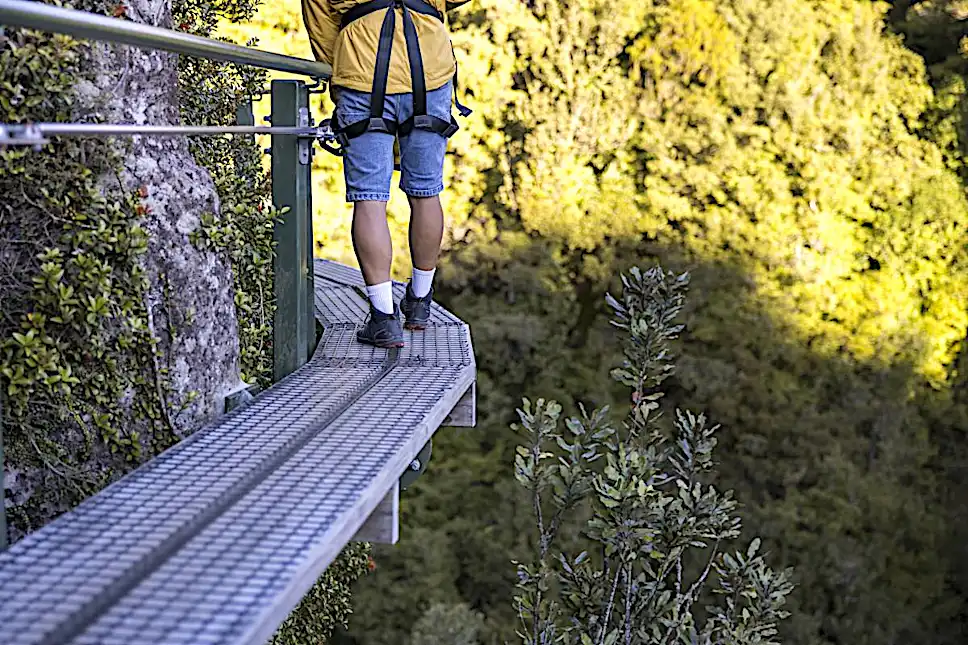 Enjoy an immersive wilderness experience through the treetops