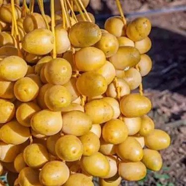 Rich in potassium, iron, and magnesium: Unknown facts about yellow dates