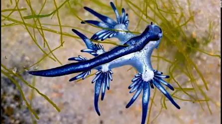 Hallan un "dragón azul" en la costa de Texas | Video