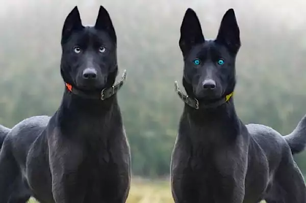 [Pics] Most Dangerous Breeds Ranked In Order