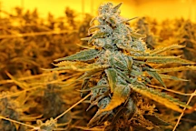 PROP 207: Big money or big problems for Arizona?