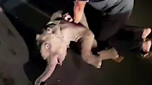 Baby elephant in road accident saved by CPR