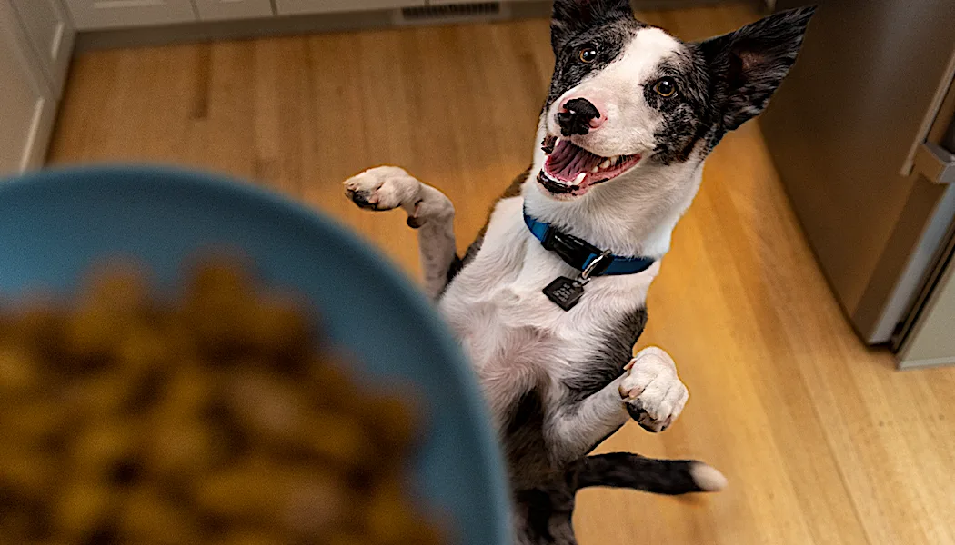 Activate your dog’s gut microbiome for ultimate digestive health with this food.