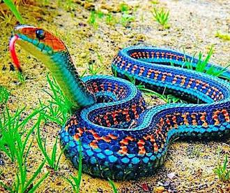 The Scariest Snakes Ever Found On The Planet