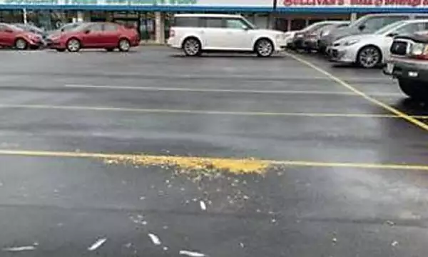 Someone in Maryland lured in seagulls with popcorn and ran them over, police say