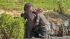 [Photos] Mama Elephant Does This After Man Saves Her Drowning Baby