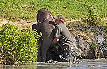 [Photos] Mama Elephant Does This After Man Saves Her Drowning Baby