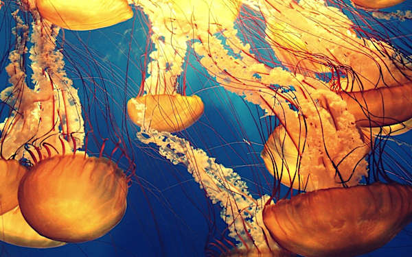 ¿Habrá muchas medusas este verano? ¿Habrá muchas medusas este verano?