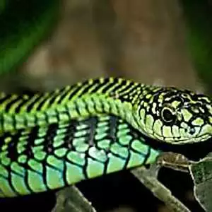 Είναι το πιο θανατηφόρο φίδι που γνωρίζει ο άνθρωπος από την Αττική