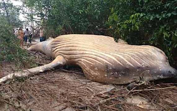 Une baleine à bosse s'échoue au milieu de la jungle amazonienne