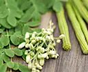 Moringa: This Food has More Iron and Calcium than Meat and Milk