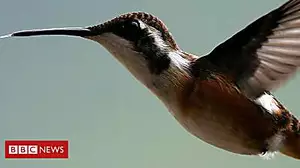 Another name for a hummingbird's beak is.....?